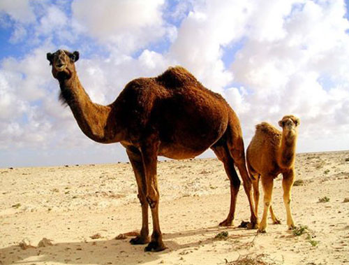 Tại Australia, số lượng lạc đà lớn gấp 10 lần so với gấu túi.