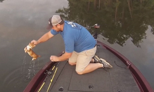 Ky la di cau ca lai vo duoc meo giua song