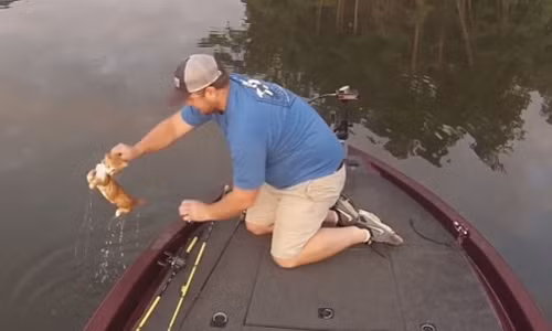 Ky la di cau ca lai vo duoc meo giua song