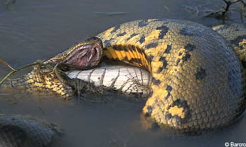 Một con trăn xanh khổng lồ đang ngấu nghiến nuốt chửng chú cá sấu tội nghiệp. Nó chỉ mất vài phút để nuốt chửng con mồi và sẽ nằm nghỉ ngơi hàng tuần, thậm chí lâu hơn để tiêu hóa hết con cá sấu này.