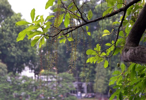 Những cành lộc vừng bên Hồ Gươm.