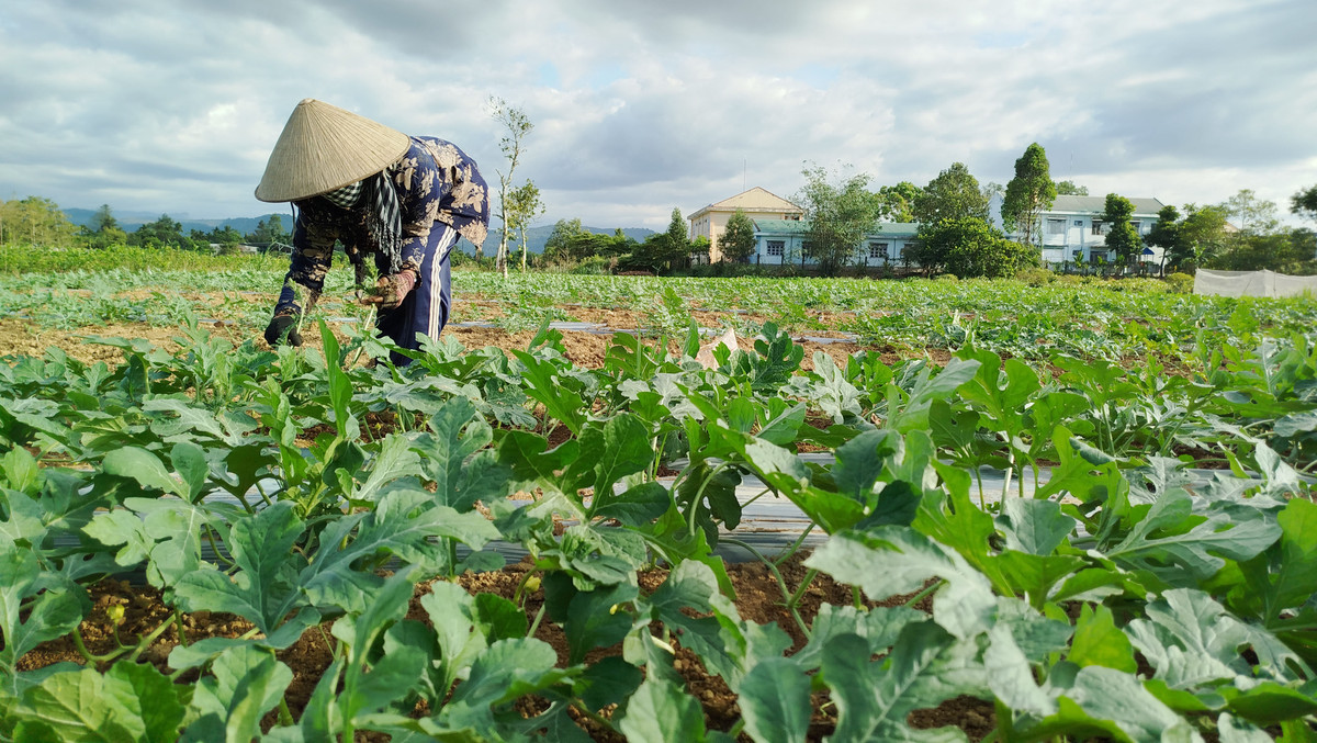 Lam Dong: Mua nhieu gay anh huong den vu dua hau Tet Nguyen Dan-Hinh-3
