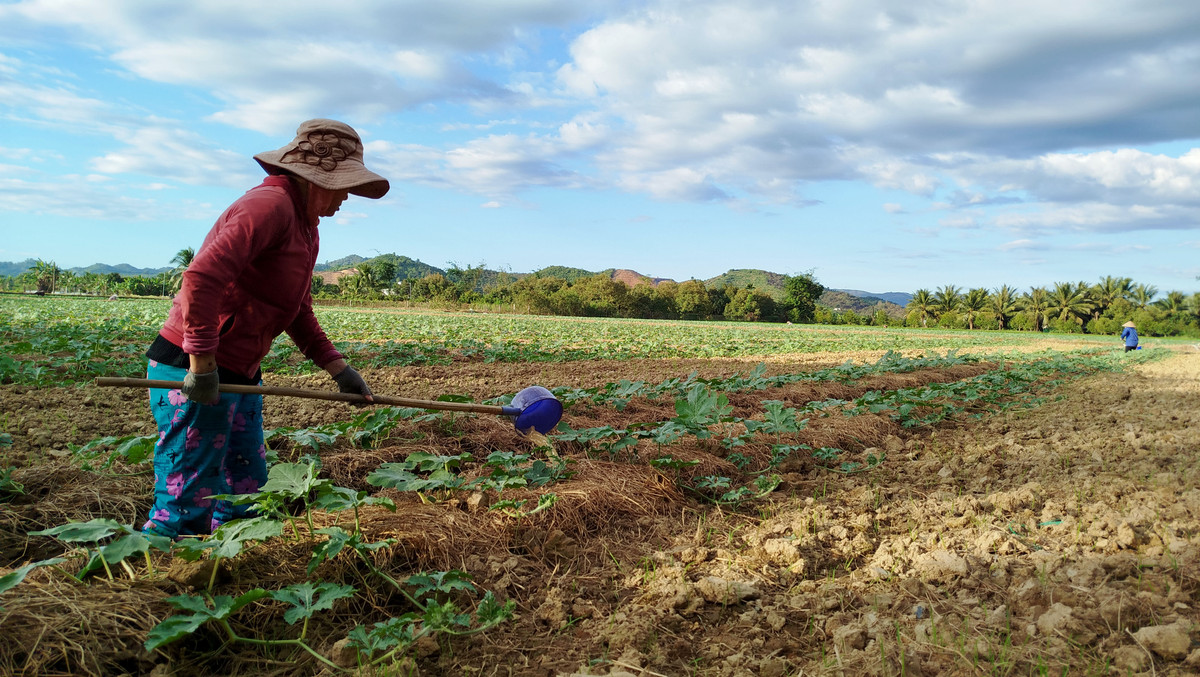 Lam Dong: Mua nhieu gay anh huong den vu dua hau Tet Nguyen Dan-Hinh-6
