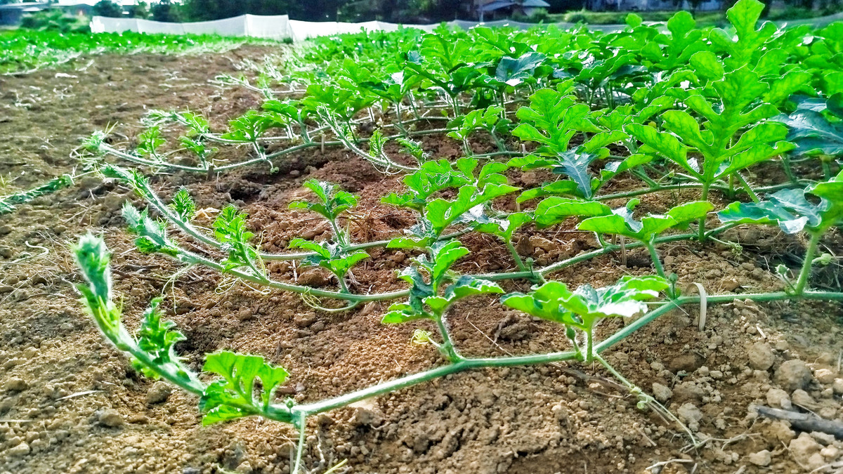 Lam Dong: Mua nhieu gay anh huong den vu dua hau Tet Nguyen Dan-Hinh-2