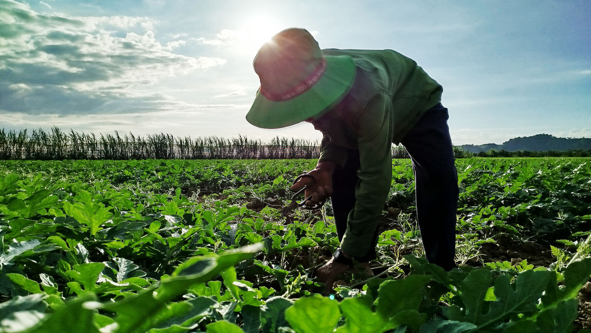 Lam Dong: Mua nhieu gay anh huong den vu dua hau Tet Nguyen Dan-Hinh-5