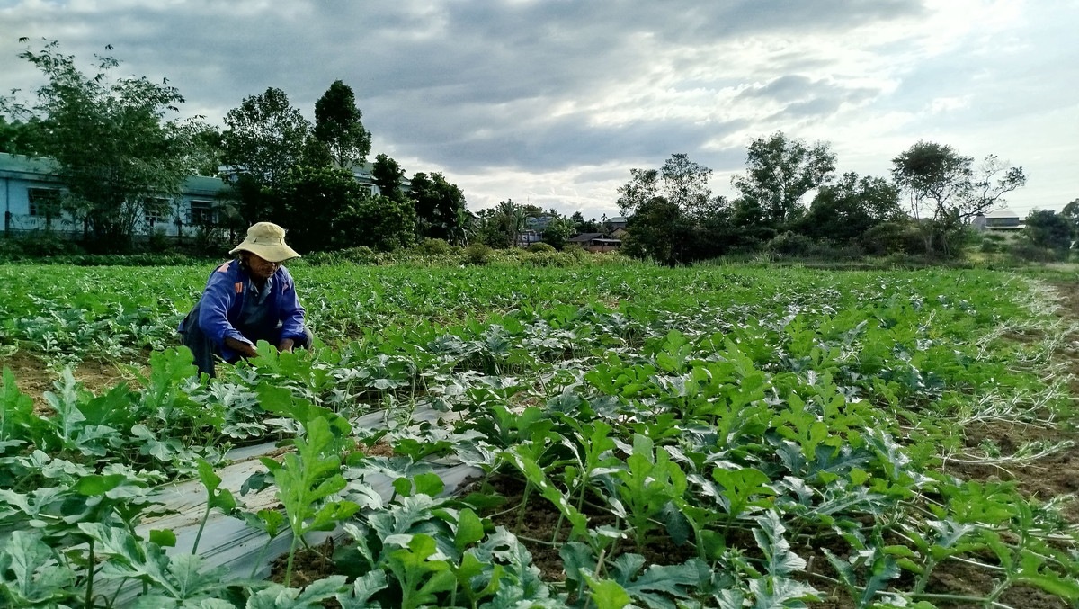 Lam Dong: Mua nhieu gay anh huong den vu dua hau Tet Nguyen Dan