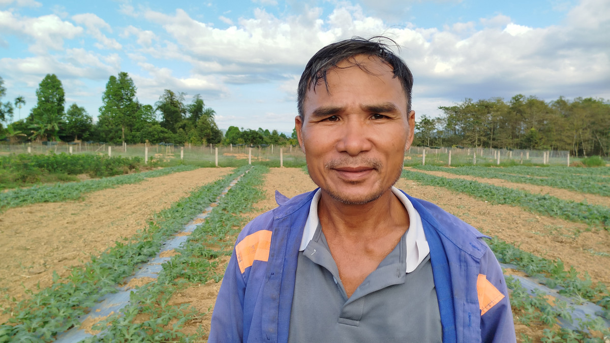 Lam Dong: Mua nhieu gay anh huong den vu dua hau Tet Nguyen Dan-Hinh-9