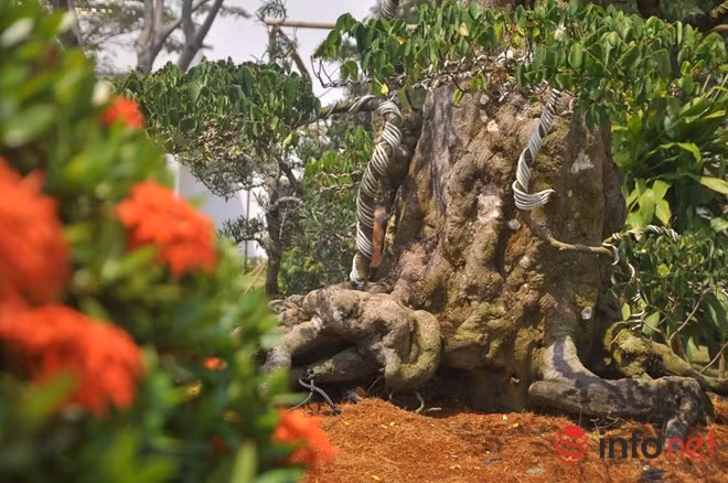 Thân 2 cây khế sần sùi, rêu phong.