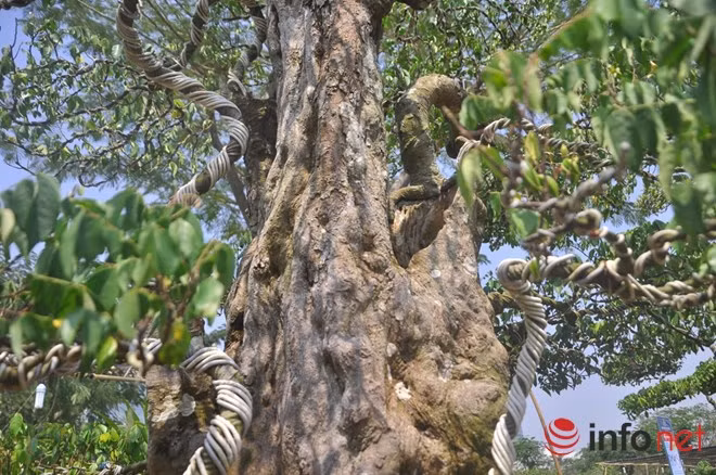 Phần ngọn cây như vòi bạch tuộc tua tủa khắp nơi.