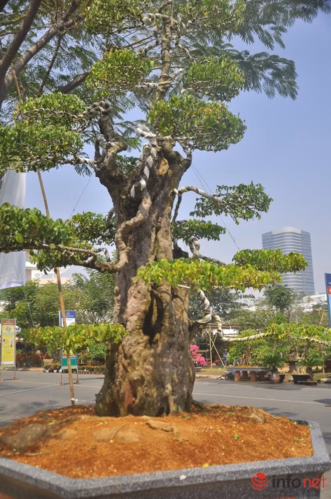 Ông Hùng chia sẻ, 2 cây khế trên ông may mắn mua được từ một người nông dân cách đây hơn 20 năm. Tính ra 2 cây khế có tuổi thọ trên 300 năm tuổi.