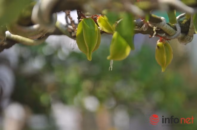 Lá cây xanh, chi chít quả trên 2 cây khế cổ.