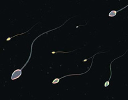 Trong khi đó, nam giới cố gắng nín nhịn xuất tinh để chiều lòng chị em cũng dễ dẫn đến xuất tinh ngược chiều. Cụ thể, nếu trong quá trình giao hợp, nín nhịn không xuất tinh, tinh dịch buộc phải đi theo đường khác, đi lên trên và chui vào bàng quang, hình thành xuất tinh ngược chiều, lâu dần hình thành phản xạ có điều kiện, dẫn đến vô sinh.