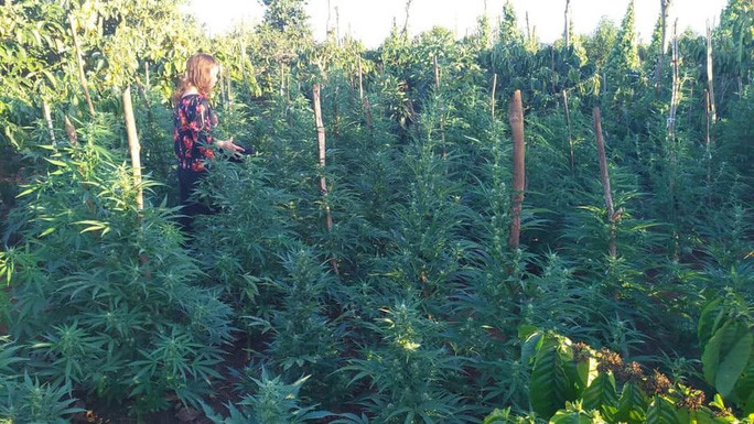  Trồng hàng trăm cây cần sa, cho gà ăn để chống bệnh: Ngày 3/3, Công an xã Ea Tân (huyện Krông Năng, Đắk Lắk ) kiểm tra và phát hiện trong vườn cà phê của gia đình bà Võ Thị Nga (44 tuổi, ngụ xã Ea Tân) có trồng số lượng lớn cây cần sa. Có tổng cộng 375 cây cần sa, chiều cao từ 30cm đến 1,6m. Bà Nga khai trồng để cho gà ăn, phòng chống dịch bệnh.