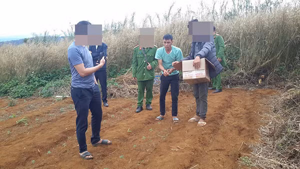  Trồng hàng nghìn mét vuông cây cần sa để... nuôi heo: Ngày 24/12/2020, Công an huyện Đắk G'long, Đắk Nông đã kiểm tra và bắt quả tang Trần Thế Đại và Phạm Văn Sơn đang trồng, chăm sóc cây cần sa trái phép tại khu vực đất rẫy thuộc xã Quảng Sơn. Công an phát hiện 1.263 cây cần sa, được trồng trên diện tích gần 1.000m2, trong khu vực đất rẫy và 215 cây cần sa con đang ươm trong các bịch nilon cùng một số vật dụng liên quan. Các đối tượng khai nhận, mục đích để “phục vụ việc chữa bệnh cho vật nuôi, cho heo, gà ăn cho mau lớn”....