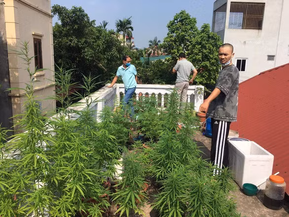  Trồng cần sa trên nóc nhà: Ngày 13/5, Công an quận Hà Đông (Hà Nội) đã lập biên bản, tịch thu nhiều cây cần sa được Lê Đình Tuấn (23 tuổi, trú tại Hà Đông) trồng trên ban công của nóc nhà. Thời điểm kiểm tra, có 26 cây cần sa, cao từ 30 đến 40cm được trồng trong chậu nhỏ. Tuấn khai trồng số cần sa này từ tháng 3/2021 để ngâm rượu.