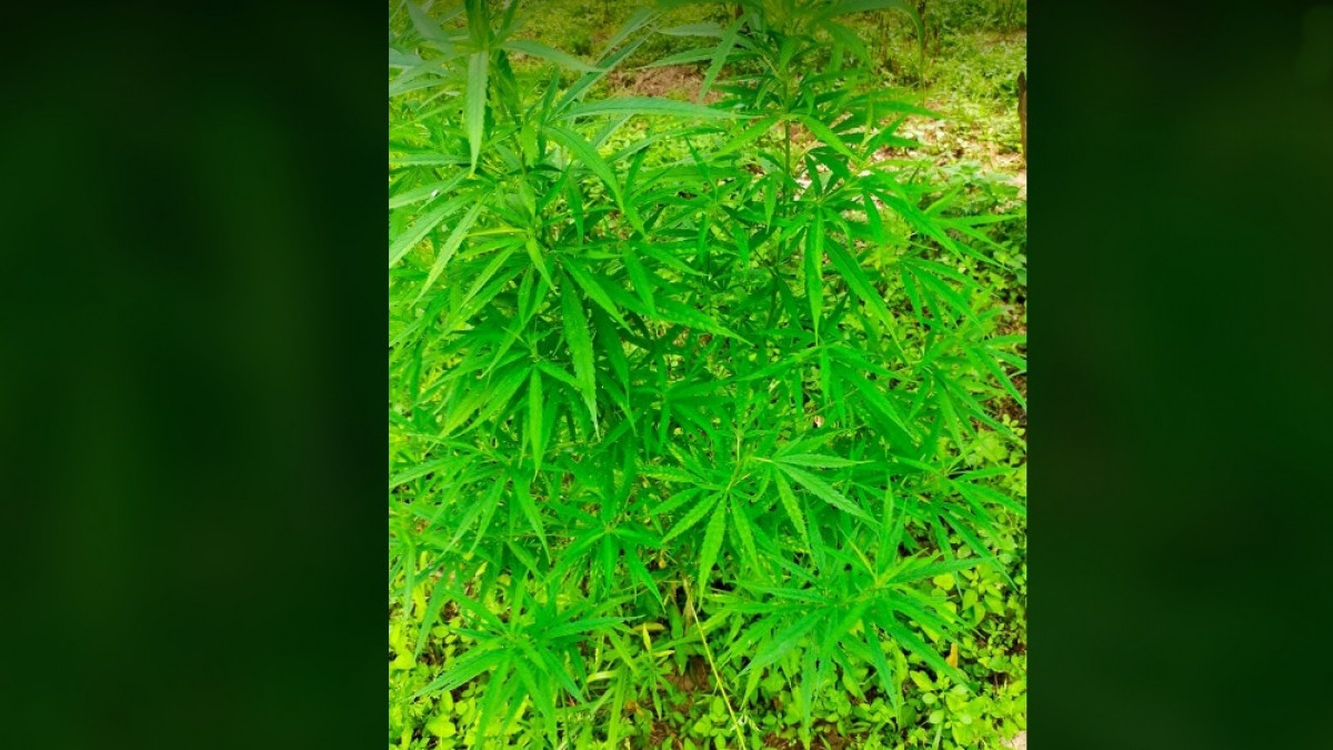 Nguoi nuoc ngoai trong hang tram cay can sa o bai giua song Hong