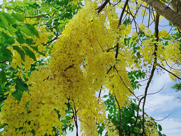  Hoa muồng hoàng yến có màu vàng chanh, mỗi bông gồm rất nhiều bông rủ xuống dài từ 15 đến 40cm. Mỗi bông có đường kính 4 đến 7cm với 5 cánh hoa.
