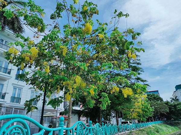 Dọc con đường ven hồ Tây, không khó để bắt gặp những cây muồng hoàng yến nổi bật bởi những chùm hoa vàng trĩu. 