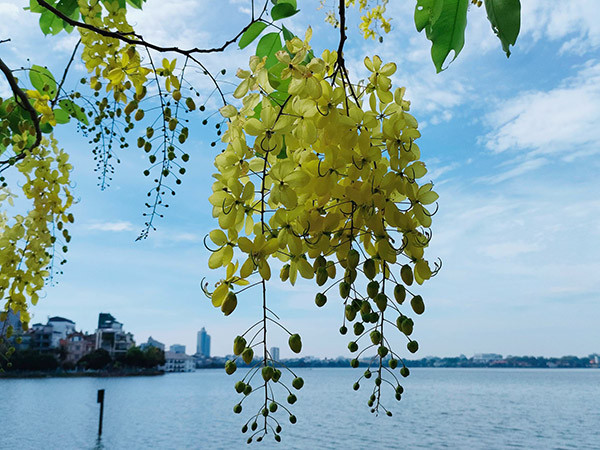 Muồng hoàng yến cho hoa chính vào mùa hè và kéo dài 2-3 tháng. Ánh nắng của mùa hè làm cho chúng càng lấp lánh và rực rỡ hơn. 