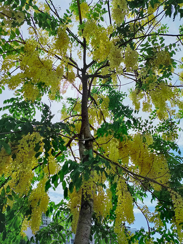 Những hàng cây muồng hoàng yến hay còn gọi muồng hoàng hậu, hoa lồng đèn, bò cạp vàng... ven hồ Tây (Hà Nội) đang vào mùa nở rộ. 