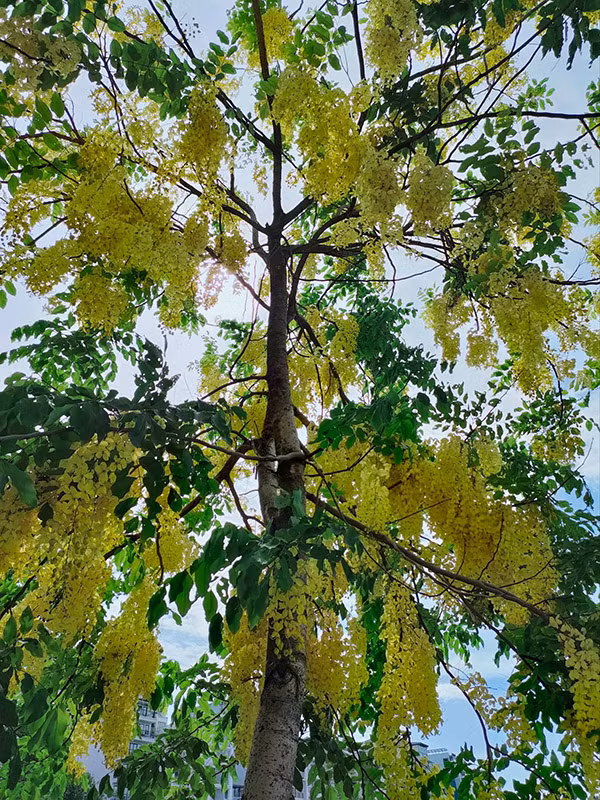 Những hàng cây muồng hoàng yến hay còn gọi muồng hoàng hậu, hoa lồng đèn, bò cạp vàng... ven hồ Tây (Hà Nội) đang vào mùa nở rộ. 