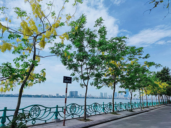 Hàng cây muồng hoàng yến lặng lẽ nở hoa vàng rực rỡ vắng vẻ người qua lại do dịch COVID-19 đang hoành hành ở nhiều tỉnh thành trên cả nước.