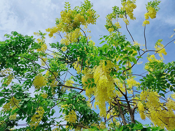 Những chùm hoa muồng hoàng yến vàng rực đua nhau khoe sắc khiến nhiều con đường ven hồ như được "dát vàng". 