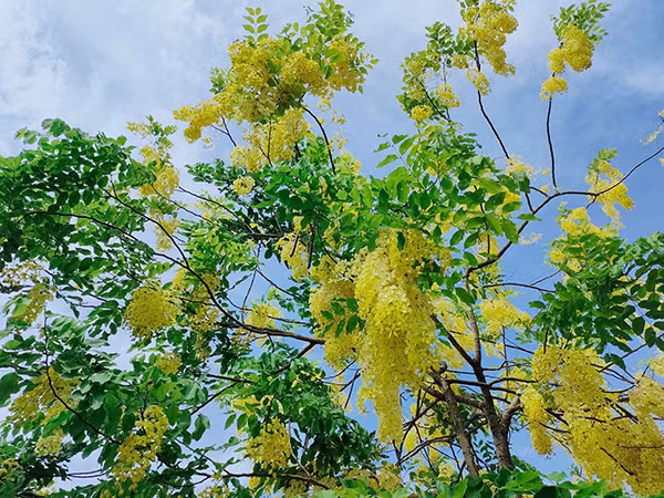 Những chùm hoa muồng hoàng yến vàng rực đua nhau khoe sắc khiến nhiều con đường ven hồ như được "dát vàng". 