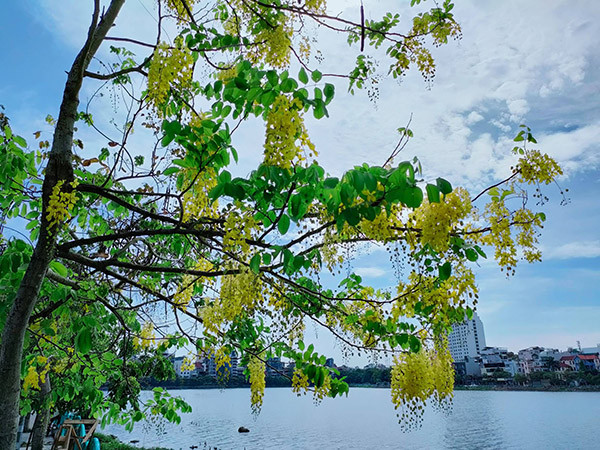  Muồng hoàng yến là loài cây phát triển tốt tại khu vực nhiều nắng và thoát nước tốt, không thích hợp với điều kiện khí hậu khô cằn hay giá lạnh, mặc dù nó chịu được hạn và mặn. 