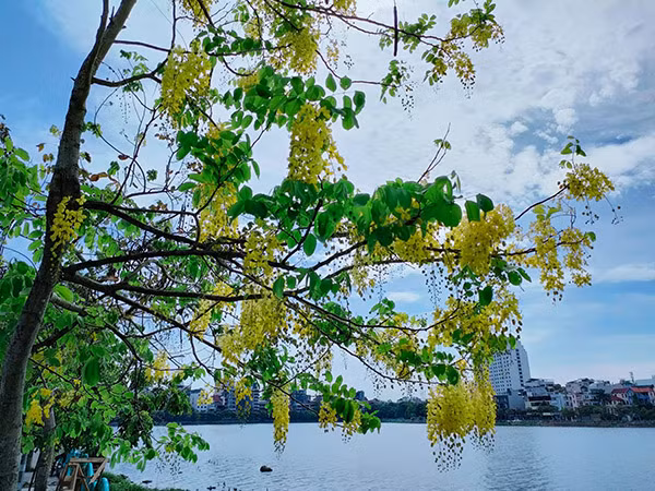  Muồng hoàng yến là loài cây phát triển tốt tại khu vực nhiều nắng và thoát nước tốt, không thích hợp với điều kiện khí hậu khô cằn hay giá lạnh, mặc dù nó chịu được hạn và mặn. 