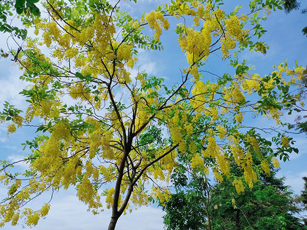 Ở Việt Nam, muồng hoàng yến mọc hoang dại trong các rừng thưa ở các tỉnh Tây Nguyên như Gia Lai, Kon Tum, Đắk Lắk, Đắk Nông. Nó cũng được trồng nhiều ở đô thị như Nha Trang, Đà Lạt, Đà Nẵng, TP Hồ Chí Minh...