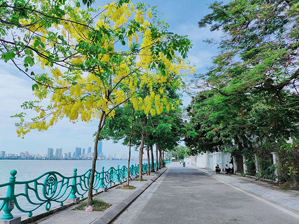 Do cây có hoa đẹp, tán rộng, mọc nhanh, không cao quá và có rễ ngang, bám chắc nên muồng hoàng yến rất đáng được quan tâm, chú ý để phát triển nhiều hơn nữa làm cây cảnh quan, cây đường phố.