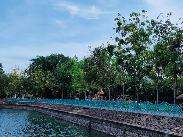 Vẻ đẹp kiêu sa của muồng hoàng yến khiến những người đi qua phải ngước nhìn. 