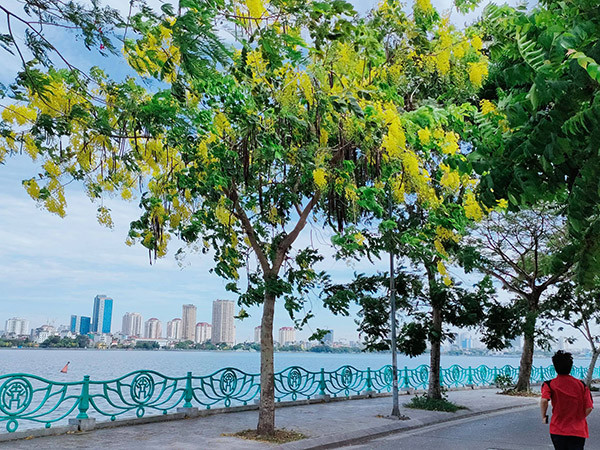 Hiếm loài cây đô thị nào lại cho sắc vàng tươi tắn như vậy, dù vài cây đơn lẻ cũng làm bừng sáng cả một góc phố. 