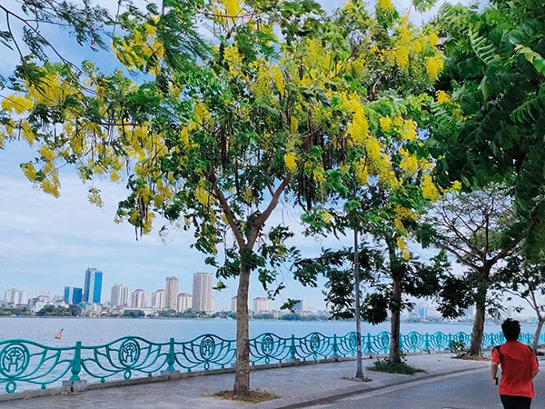 Hiếm loài cây đô thị nào lại cho sắc vàng tươi tắn như vậy, dù vài cây đơn lẻ cũng làm bừng sáng cả một góc phố. 