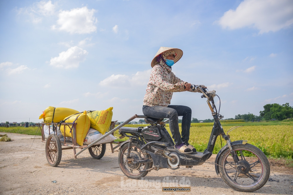 Người dân ở đây tận dụng mọi phương tiện để có thể di chuyển lúa về nhà nhanh nhất, từ những chiếc xe kéo, xe máy, hay thậm chí xe đạp điện đều được trưng dụng làm phương tiện vận chuyển. 