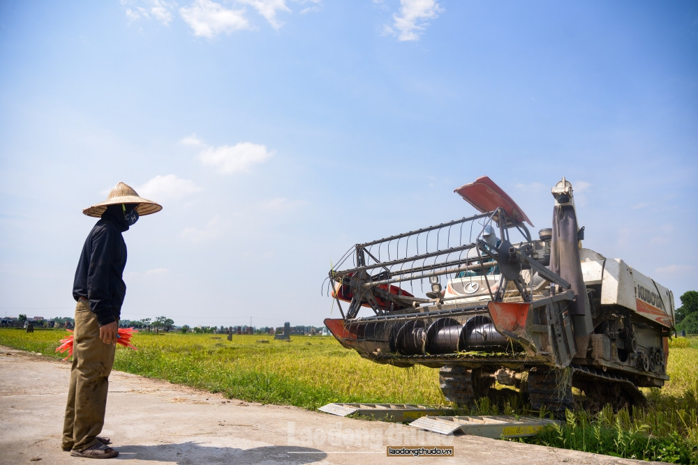 Anh Nguyễn Văn Tú, chủ một máy gặt chia sẻ, trước đây anh cũng từng rời quê hương lên thành phố làm ăn. Tuy nhiên, sau một thời gian làm ăn nhưng không được tiến triển gì nên anh về lại quê nhà và đầu tư vào dịch vụ nông nghiệp. Khi được hỏi về thu nhập từ công việc máy gặt, anh Tú chia sẻ: “Vào mùa vụ, tôi và cộng sự lại đi quanh các cánh đồng để gặt lúa cho bà con, có khi lên tận Thái Nguyên. Mỗi sào lúa từ 150-170 ngàn đồng, có những vụ bà con thất thu, tôi chỉ lấy 130 ngàn đồng.” 