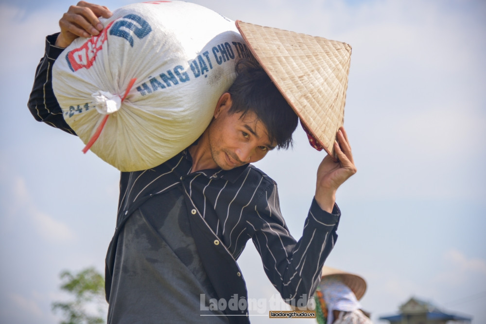 “Nắng nóng khiến công việc thu hoạch trở nên vất vả, vì ruộng nhà tôi nằm giữa cánh đồng, nên công đoạn vận chuyển thóc về nhà "vất" hơn các nhà khác”, anh Huy - chồng chị Phương cho biết. 