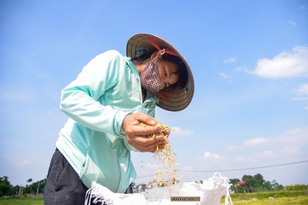 Vừa nhanh tay thắt bao lúa vừa mới được thu hoạch, chị Phương chia sẻ: “Để đỡ mất sức lao động, gia đình đã phải ra đồng từ lúc 5h đến 9h sáng để tránh thời tiết nắng nóng giữa trưa".