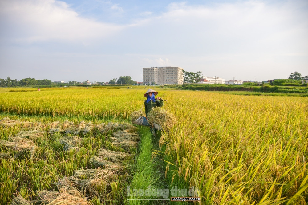 Cánh đồng lúa chín vàng như bức tranh được dệt từ những hạt lúa vàng căng. Năm nay được mùa, nên mọi người ai nấy đều nở nụ cười trên môi, dù phải lao động dưới cái nắng gay gắt của mùa hè. Đây có lẽ là thời điểm vui nhất của làng quê 