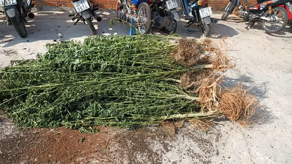  Người đàn ông Canada trồng gần 500 cây cần sa ở nhà vợ: Ngày 7/4, Công an TP Phan Thiết, Bình Thuận kiểm tra hành chính nhà bà Hoàng Mỹ Hạnh (31 tuổi, thôn Thiện Sơn, xã Thiện Nghiệp), phát hiện chồng bà Hạnh là ông Glen Jeffrey Evans (54 tuổi, quốc tịch Canada) trồng cần sa trong khuôn viên nhà. Qua kiểm đếm, có 476 cây cần sa, cây cao nhất khoảng 2m, cây thấp nhất khoảng 20cm. Ông Glen Jeffrey Evans khai trồng số cần sa trên với mục đích "trị bệnh". 