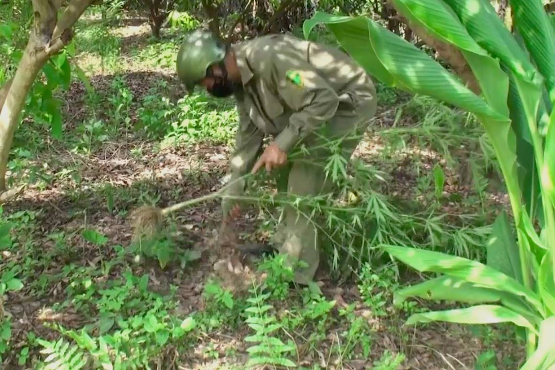 Nguoi nuoc ngoai trong can sa o bai song Hong: Xu ly the nao?-Hinh-2