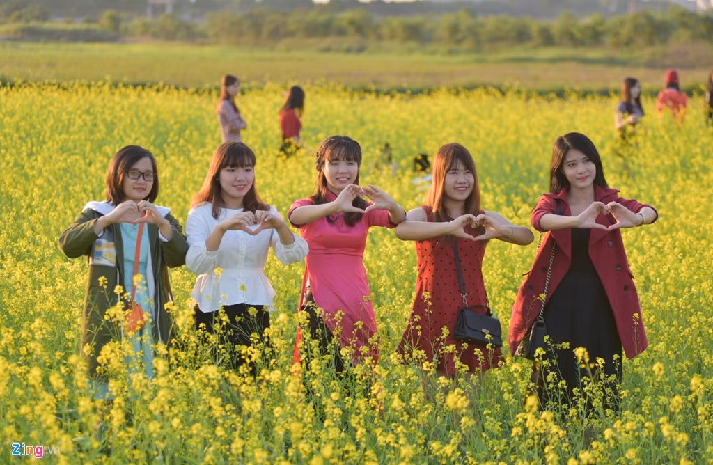 Cánh đồng hoa cải còn trở thành nơi sinh viên Học viện Nông nghiệp chụp ảnh kỷ yếu.