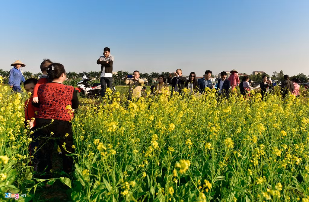 Chiều 27/11, giới trẻ kéo về cánh đồng hoa cải cạnh Học viện Nông nghiệp Việt Nam, gần cầu Thanh Trì (xã Trâu Quỳ, huyện Gia Lâm) để chụp ảnh.