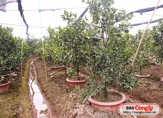 Lang hoa, cay canh nhon nhip mua phuc vu Tet-Hinh-5