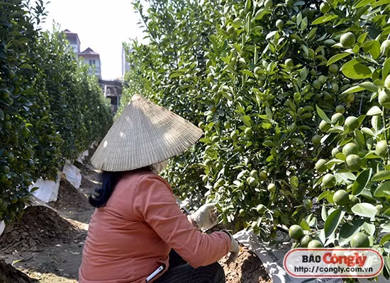 Lang hoa, cay canh nhon nhip mua phuc vu Tet-Hinh-2