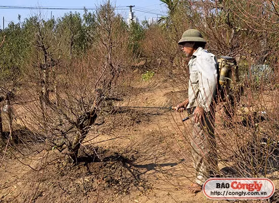 Lang hoa, cay canh nhon nhip mua phuc vu Tet