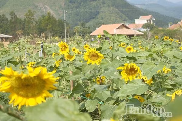 Hiện tại, thiên đường hoa đang sở hữu khoảng 30 loài hoa, trong đó có những loài hoa đặc trưng, mang giá trị thẩm mỹ cao như hướng dương, cải trắng, cải vàng, ngũ sắc... Hoa ở đây được trồng thành hàng lối và thành khu vực, mỗi luống là một loài hoa khác nhau, tạo điều kiện cho mọi người dễ dàng di chuyển và tạo dáng chụp ảnh.