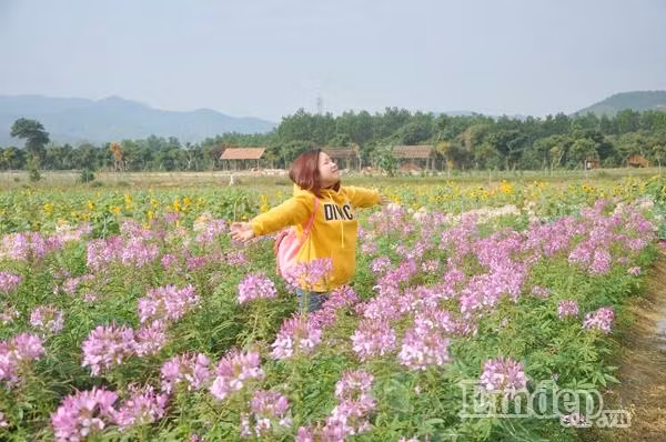 Vé vào thiên đường hoa Quảng La là 30.000/người. Nên giữ ý thức, bảo vệ hoa để những người đến sau vẫn có hoa đẹp để tham quan, chụp ảnh. Cạnh khu vực trồng hoa còn có nhiều vườn trồng ổi, ngô, mía sạch. Bạn có thể xin sang đó dạo chơi, ngắm cảnh, chụp ảnh và mua về làm quà. Ảnh: Tiêu Thỏ Thỏ.