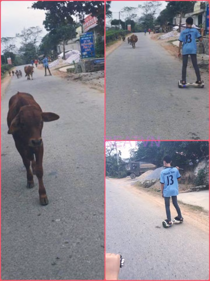 Xa rồi thời đi bộ rong ruổi chăn bò. Chăn bò thời hiện đại là "cưỡi" xe điện thăng bằng cho đỡ mỏi chân.